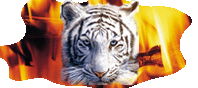 Великолепие Белого Тигра и Огня